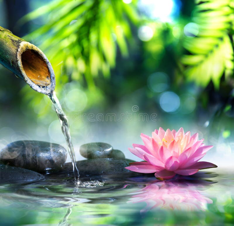 Jardín negro piedras a rosa lirio de agua.