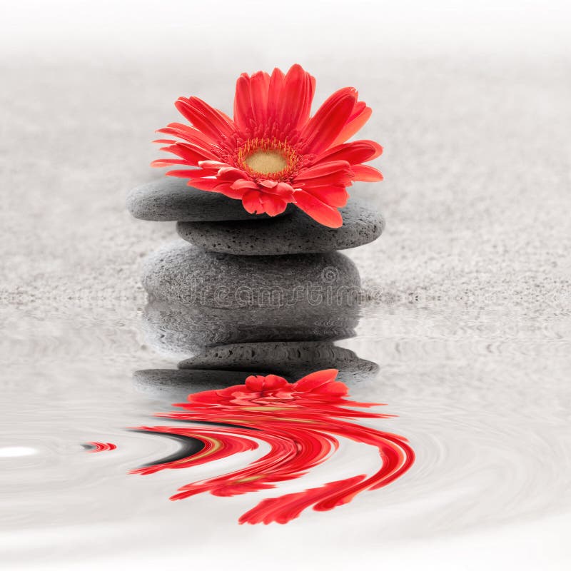 Zen garden whith red gerbera flower