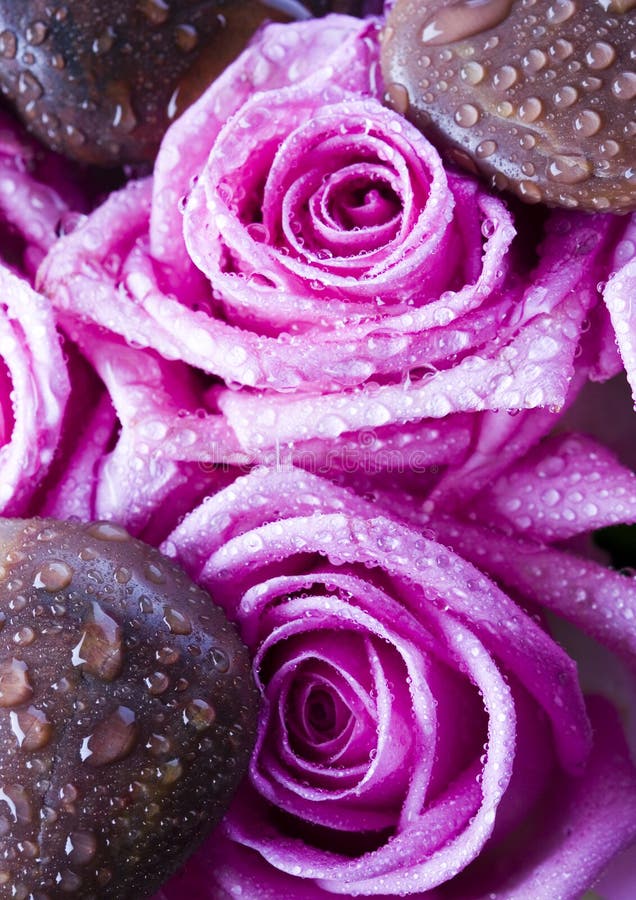 Zen roses stock photo. Image of beauty, colorful, emotion 2871164