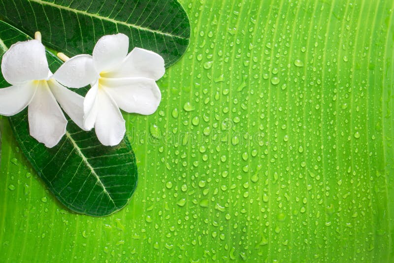 Zen spa bacground, frangipani or plumeria flower, banana leaf