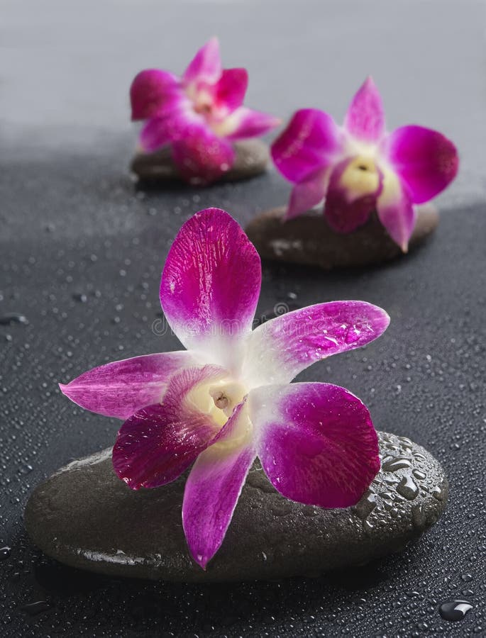 Zen stones with orchid flowers