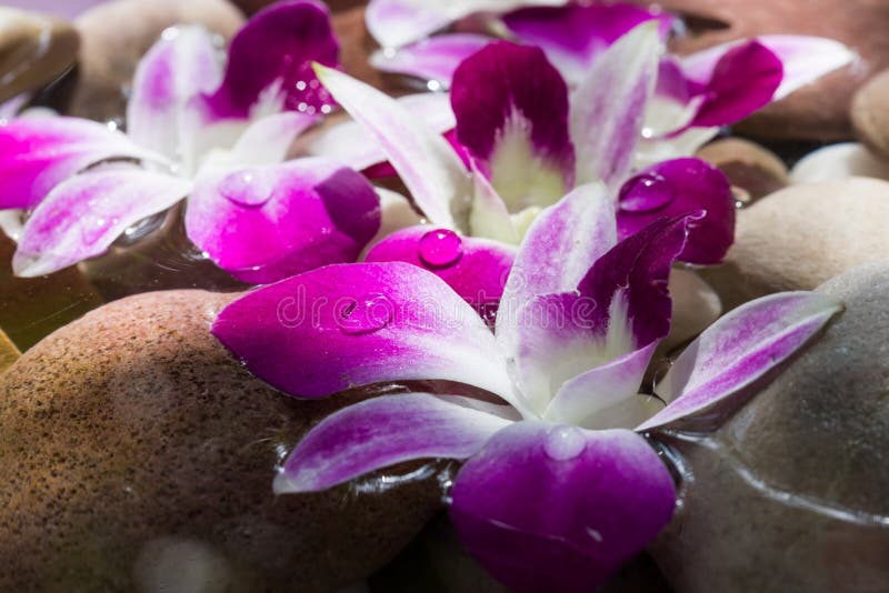 Zen Stones with Pink Orchid Morning Light Stock Image - Image of ...