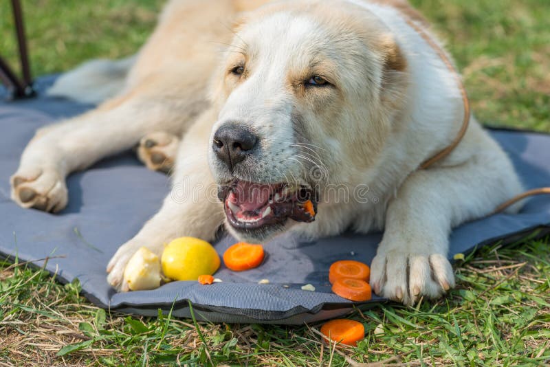 Zentraler asiatischer Schäfer-Dog-alabai Welpe, der Apfel und Karotte isst lizenzfreie stockfotografie Zentraler asiatischer Schäfer-Dog-alabai Welpe, der Apfel und Karotte isst lizenzfreie stockfotografie