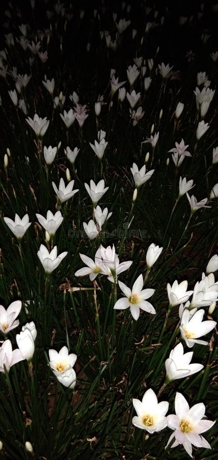 Zephyranthes candida asombrosa flor noche imagen linda y hermosa fotografía de archivo libre de regalías
