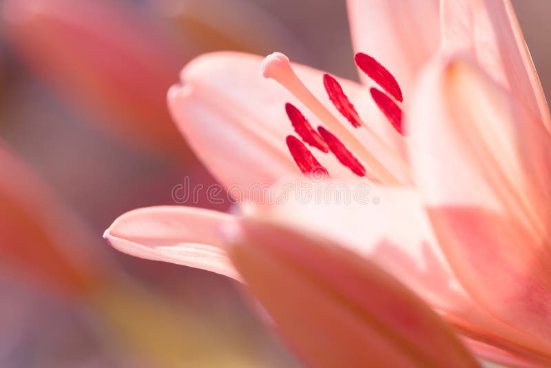 Zephyranthes lily flower. Common names for species in this genus include fairy lily, rainflower, zephyr lily, magic lily, Atamasco lily, Madonna lily and rain lily. Lily background. Zephyranthes lily flower. Common names for species in this genus include fairy lily, rainflower, zephyr lily, magic lily, Atamasco lily, Madonna lily and rain lily. Lily background