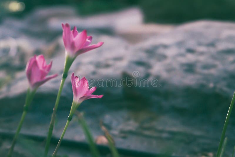 Zephyranthes roses grandiflora belle sur fond naturel fleur fleurie arrière-plan en pierre photo libre de droits Zephyranthes roses grandiflora belle sur fond naturel fleur fleurie arrière-plan en pierre photo libre de droits