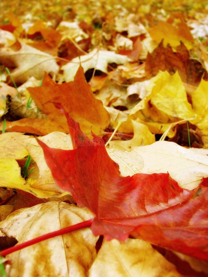 Zerbrechlich stockbild. Bild von orange, farbe, park, auszug 1401299