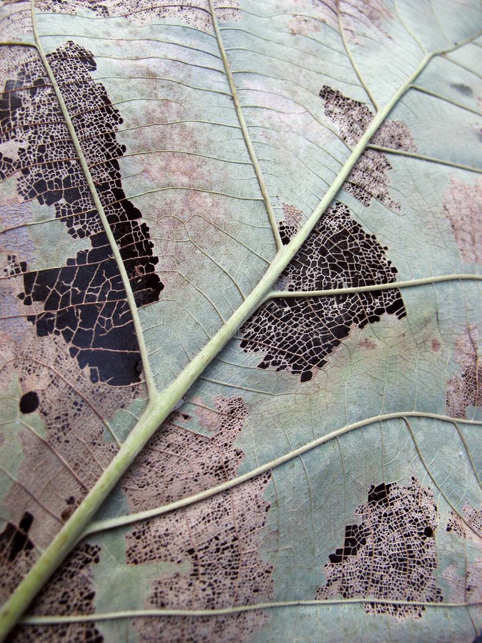 Closeup of dry crumbling leaf. Closeup of dry crumbling leaf