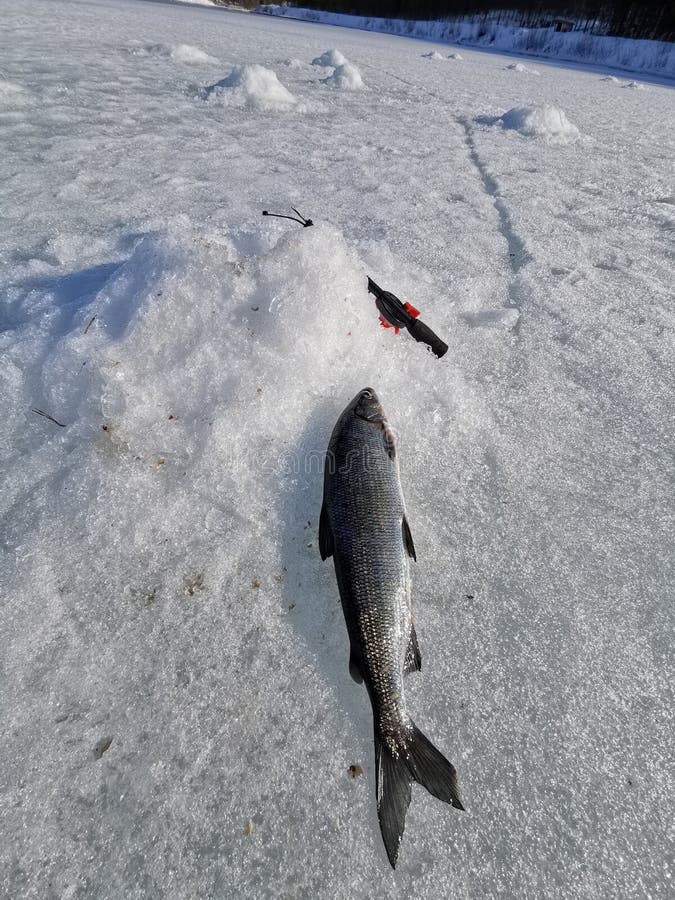 Zero virus, happy fishing, winter fishing royalty free stock photos