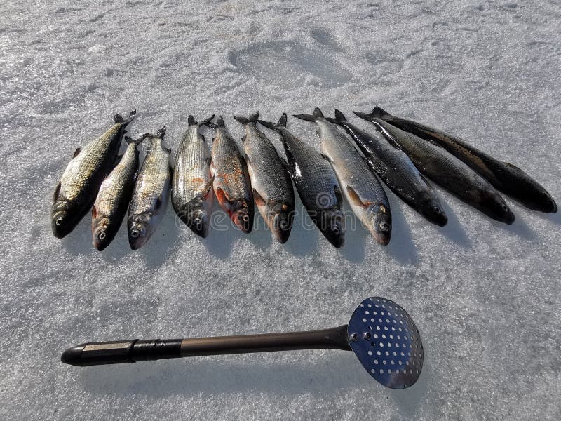 Zero virus, happy fishing, winter fishing stock photo