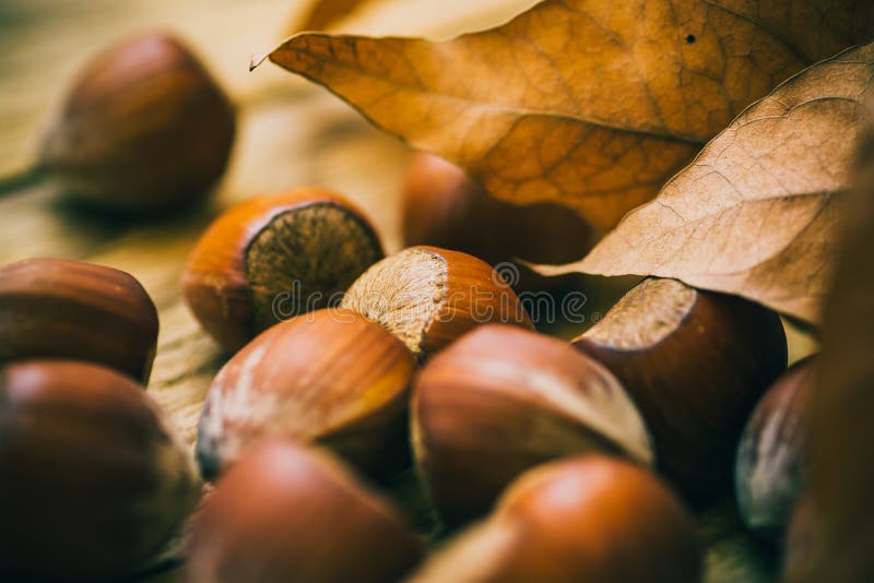 Zerstreute ganze Haselnüsse auf verwittertem hölzernem Hintergrund, trockene Herbstbraunblätter, Fallstimmung lizenzfreies stockbild Zerstreute ganze Haselnüsse auf verwittertem hölzernem Hintergrund, trockene Herbstbraunblätter, Fallstimmung lizenzfreies stockbild