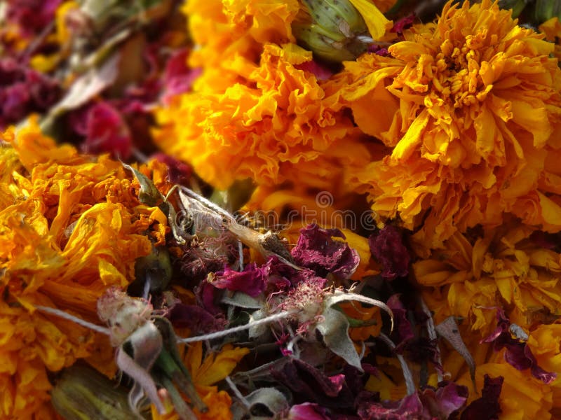 Zerstreute gelbe und rote Rosen lizenzfreie stockbilder Zerstreute gelbe und rote Rosen lizenzfreie stockbilder