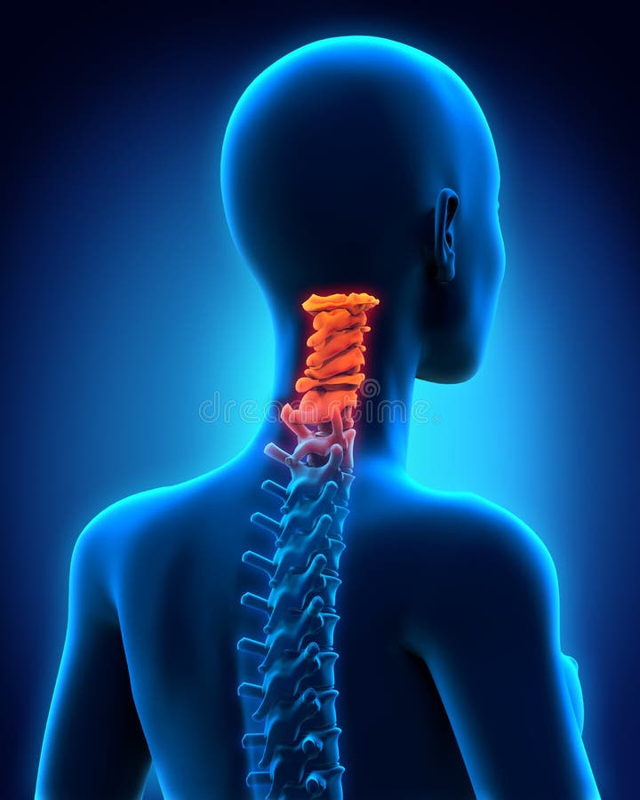 Zervikale Dorn-Anatomie lizenzfreie abbildung Zervikale Dorn-Anatomie lizenzfreie abbildung