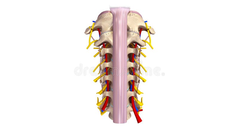Zervikaler Dorn mit Ligament, Blutgefäßen und Nervenvorderansicht vektor abbildung Zervikaler Dorn mit Ligament, Blutgefäßen und Nervenvorderansicht vektor abbildung