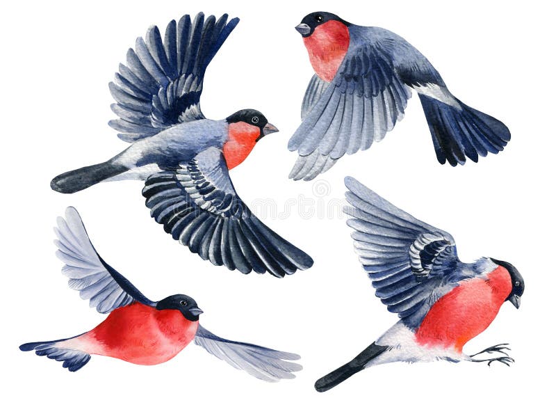 Set of bullfinches on white background, watercolor drawing flying birds. Winter illustration. High quality illustration. Set of bullfinches on white background, watercolor drawing flying birds. Winter illustration. High quality illustration