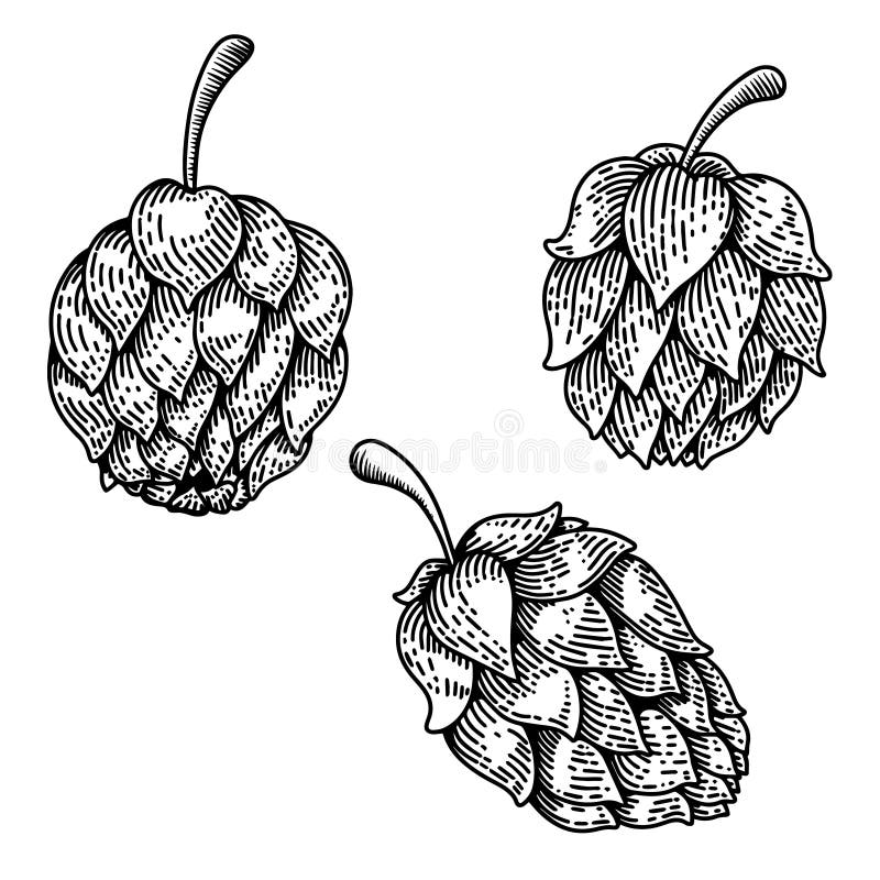 Zestaw ilustracji chmielu piwnego w stylu grawerskim. element projektu menu symbolu etykiety plakatu. royalty ilustracja