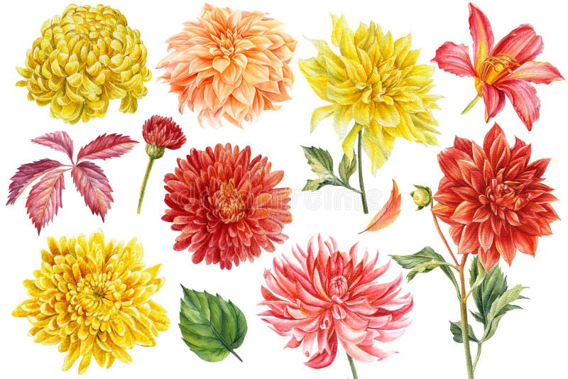 Zestaw kolorowych kwiatów, hydrokolorowa ilustracja botaniczna, rysowanie ręczne, czerwone i żółte kwiaty