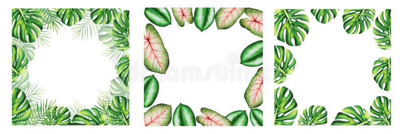 Zestaw ramek o realistycznych liściach tropikalnych. ilustracja odizolowanych liści monstera caladium ficus ilustracji
