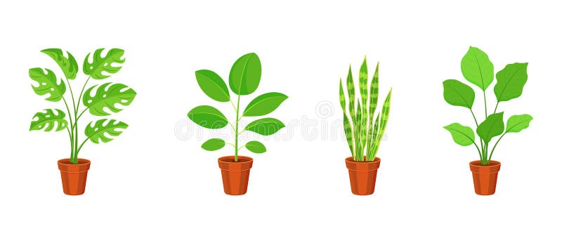 Zestaw roślin krytych w doniczkach kwiatowych. wektorowa ilustracja ficus sansevieria i calathea w stylu płaskim. ilustracja wektor