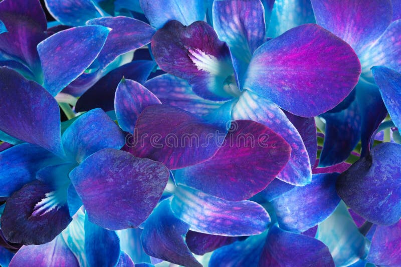 Zgłębia - purpurowej orchidei fotografia stock