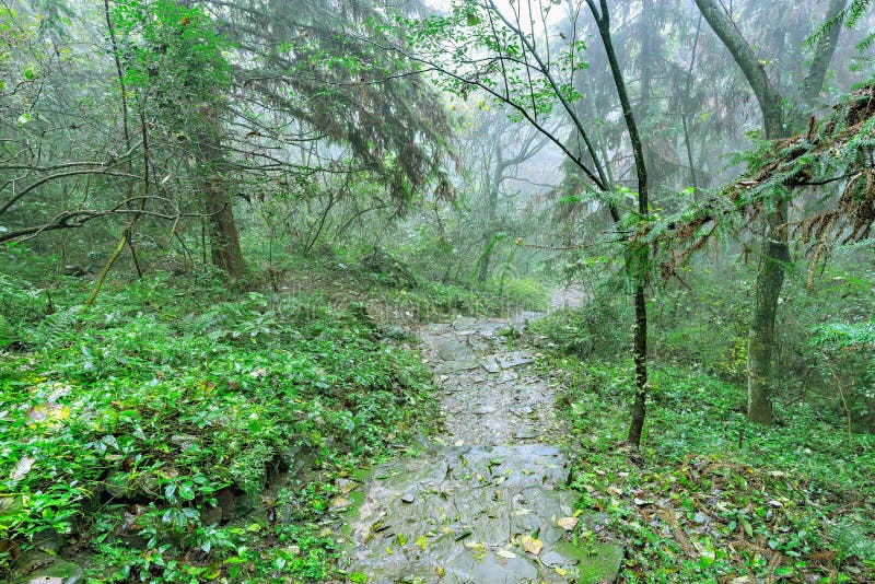 Wet stone path in Zhangjiajie Forest Park at foggy rainy day time. China.