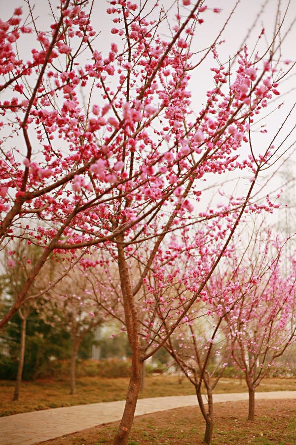 Zhengzhou Botanical Garden