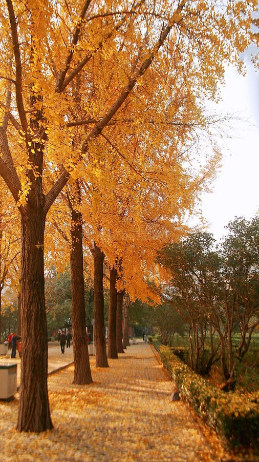 Zhengzhou people& x27; s park obraz royalty free Zhengzhou people& x27; s park obraz royalty free