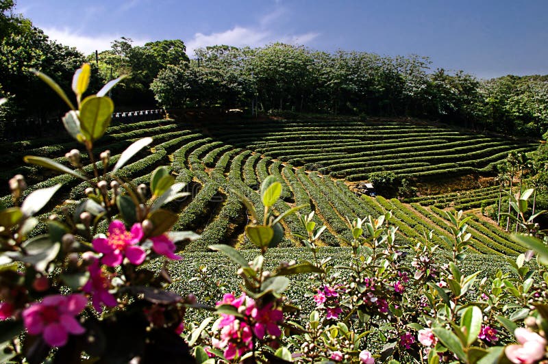 Zhu Feng Tea garden in Taiwan royalty free stock photos Zhu Feng Tea garden in Taiwan royalty free stock photos