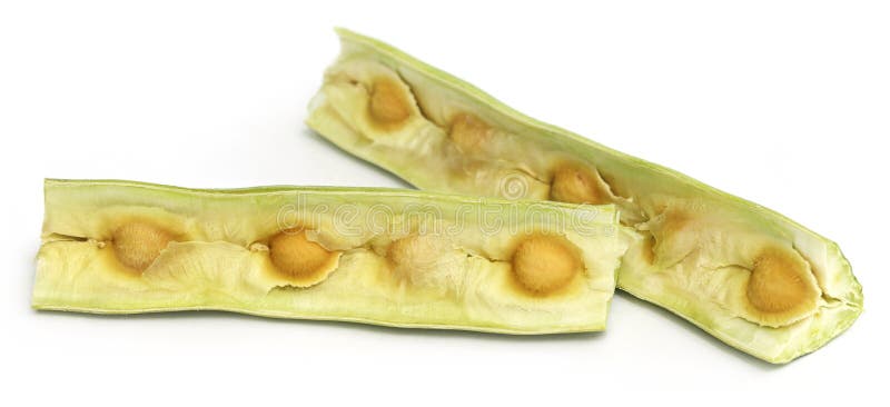 Ziarna oleifera Moringa fotografia royalty free
