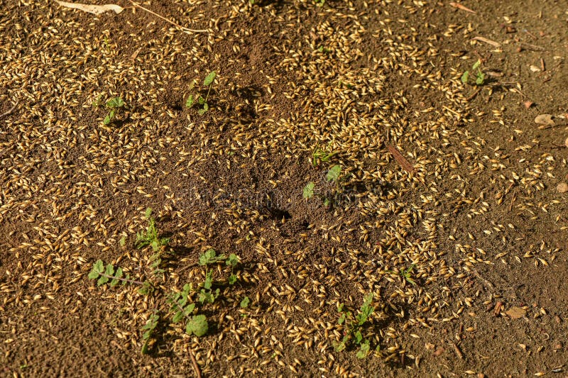 oat grains collected by ants near an anthill. oat grains collected by ants near an anthill