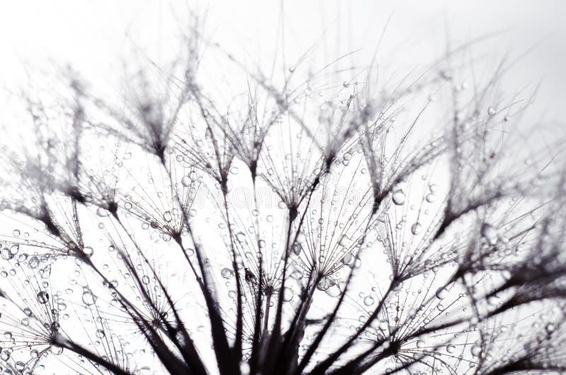 Ziarna przeklęta broda kwitną, Tragopogon dubius lub salsify, naturalne abstrakcyjne t?o fotografia stock Ziarna przeklęta broda kwitną, Tragopogon dubius lub salsify, naturalne abstrakcyjne t?o fotografia stock