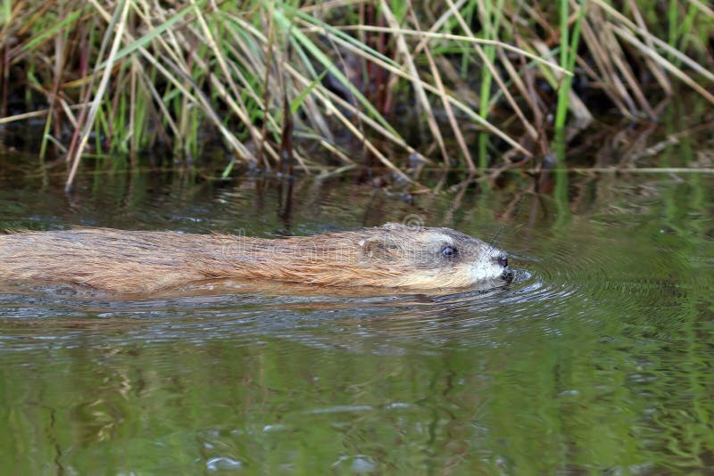 Zibethicus di ondatra Nuotate del topo muschiato lungo la riva dello stagno fotografia stock Zibethicus di ondatra Nuotate del topo muschiato lungo la riva dello stagno fotografia stock