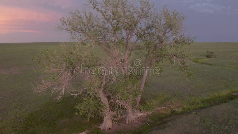 Zicht vanuit de lucht op een eenzame boom op een seizoensgriep in de groene prairie