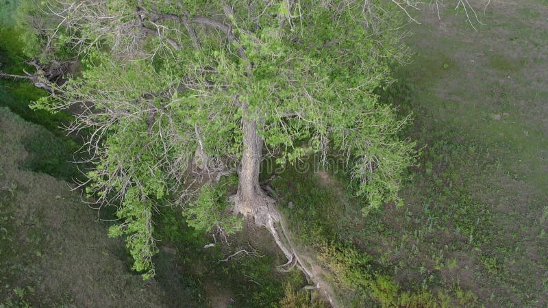 Zicht vanuit de lucht op een eenzame boom op een seizoensgriep in de groene prairie