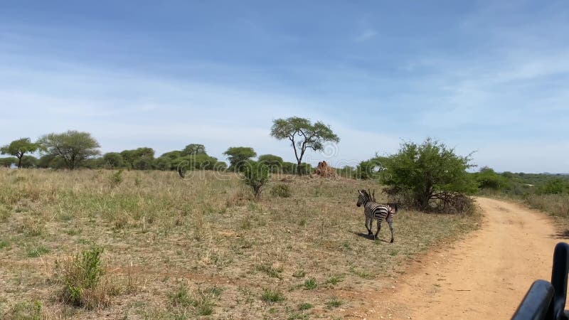 Zicht vanuit een jeep van een eenzijdige zebra die door het nationale park tarangire loopt. de verbazingwekkende aard van tanzania