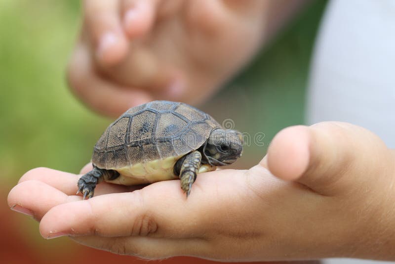 Baby turtle in children hand. Baby turtle in children hand