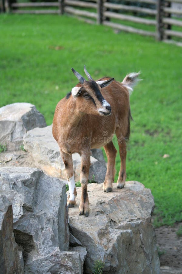 Young goat from Warsaw Zoological Garden. Young goat from Warsaw Zoological Garden