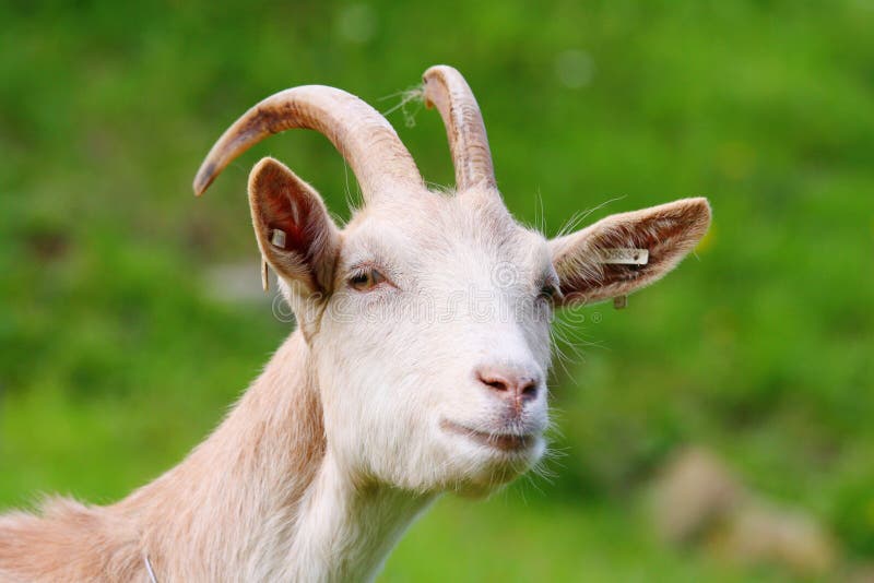 Young goat and green background. Young goat and green background