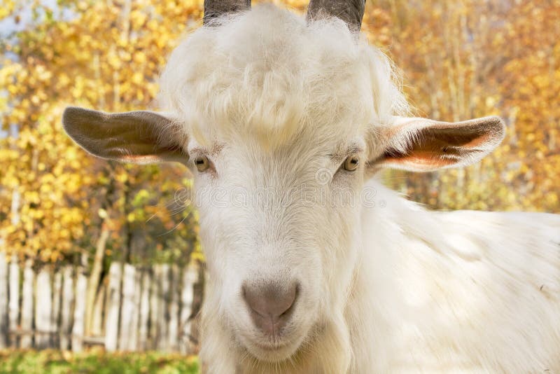 Portrait of a young goat. Portrait of a young goat