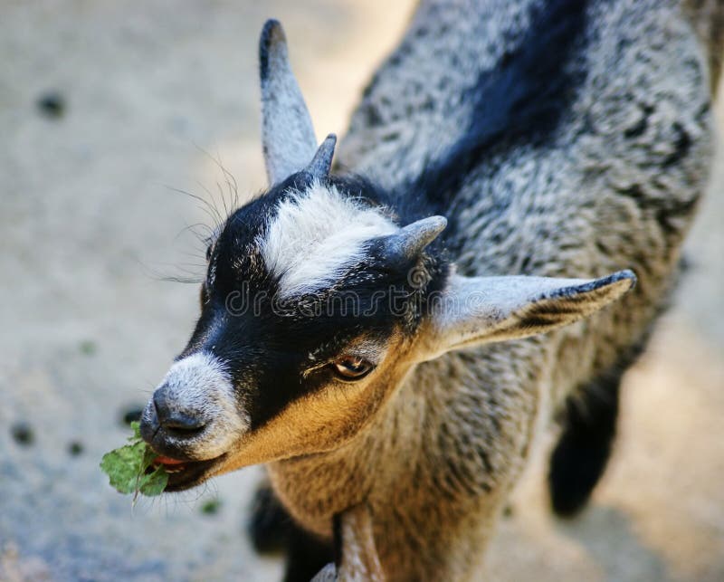 Portrait of young goat eating green leaf . Portrait of young goat eating green leaf .