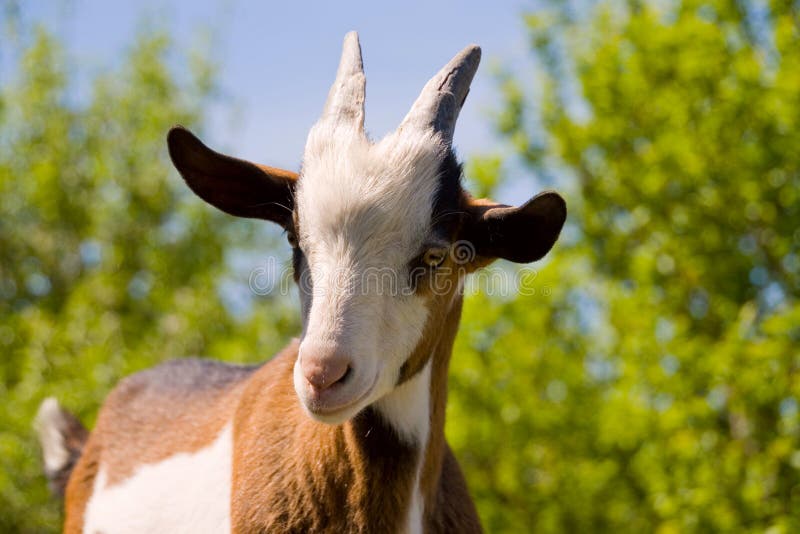 Young goat portrait in spring farm garden. Young goat portrait in spring farm garden