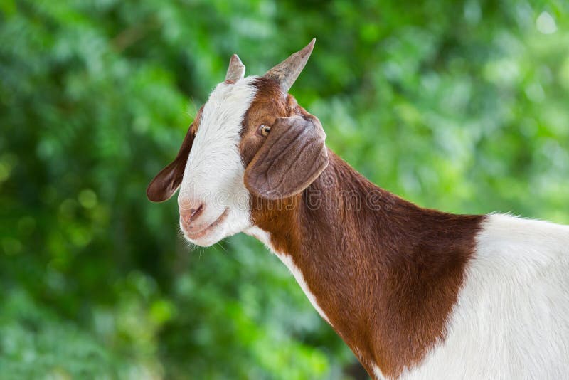 Close up young goat in livestock farm from central of Thailand. Close up young goat in livestock farm from central of Thailand