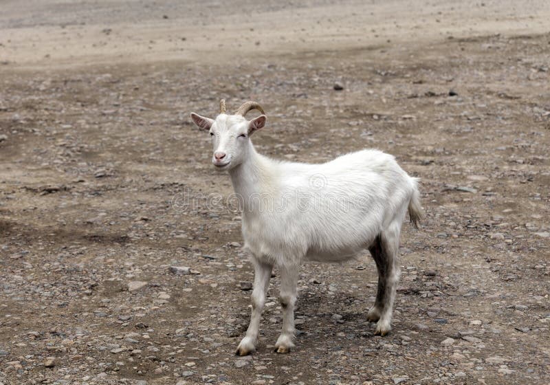 Young goat on white background gray stones. Young goat on white background gray stones