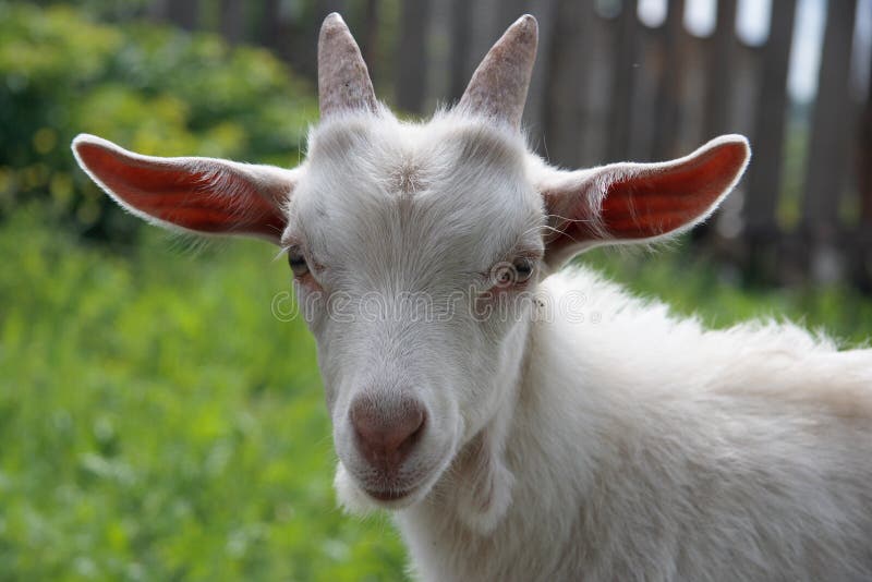 Portrait of a young goat with beautiful horns. Portrait of a young goat with beautiful horns