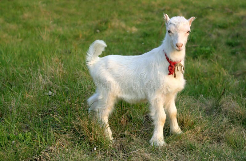 Young goat outside on grass field. Young goat outside on grass field