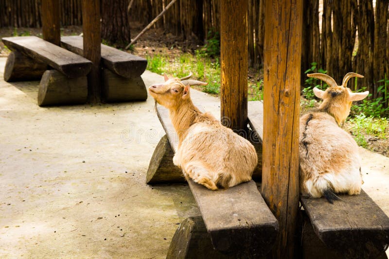 Friendship of pets and relationships in nature. Friendship of pets and relationships in nature.