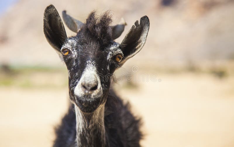 Ziege auf einer Insel von Socotra im Jemen lizenzfreie stockfotos Ziege auf einer Insel von Socotra im Jemen lizenzfreie stockfotos