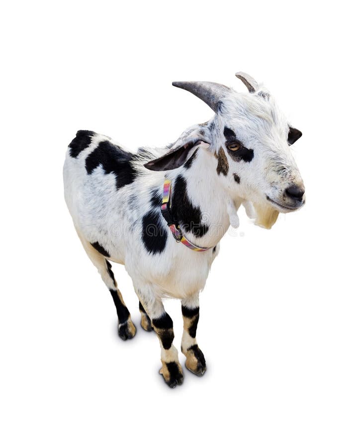 A young Goat standing up isolated on a white background. A young Goat standing up isolated on a white background.