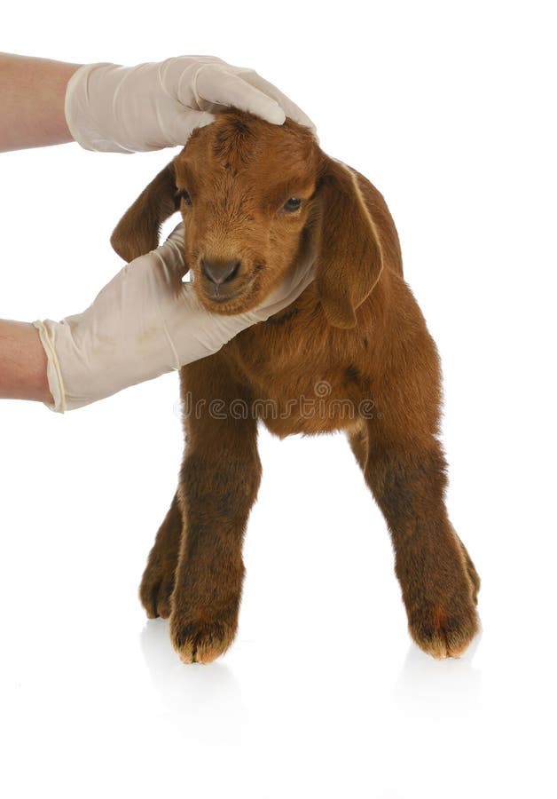 Veterinary care - veterinarian examining young goat on white background. Veterinary care - veterinarian examining young goat on white background