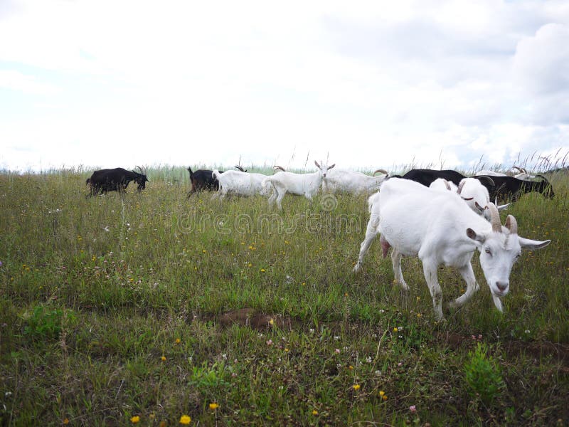 Ziegen lassen auf dem Gebiet weiden Eine Herde von Ziegen das Gras auf einem sonnigen Tag, auf den Details und auf der Nahaufnahm stockfotografie Ziegen lassen auf dem Gebiet weiden Eine Herde von Ziegen das Gras auf einem sonnigen Tag, auf den Details und auf der Nahaufnahm stockfotografie
